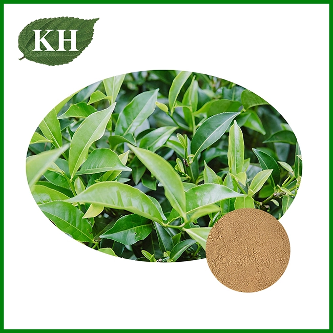 Oolong Tea Extract Powder